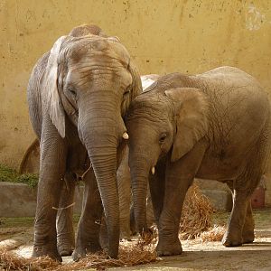 Female elephant and young