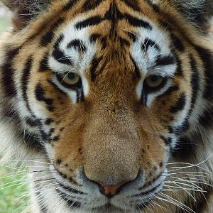 Young Siberian Tiger