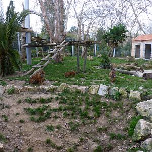 Baby Sumatran Tigers (all 3)