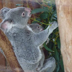 Baby Koala
