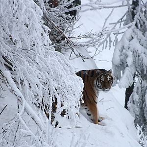 Amur tiger (Panthera tigris altaica)