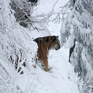 Amur tiger (Panthera tigris altaica)