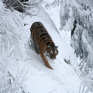 Amur tiger (Panthera tigris altaica)