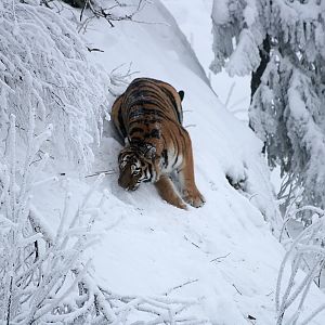 Amur tiger (Panthera tigris altaica)