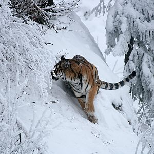Amur tiger (Panthera tigris altaica)