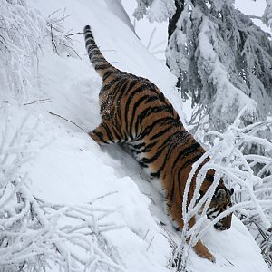 Amur tiger (Panthera tigris altaica)