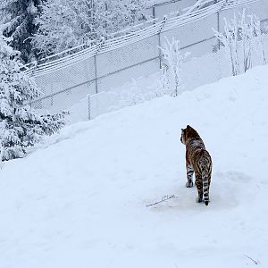 Amur tiger (Panthera tigris altaica)