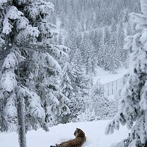 Amur tiger (Panthera tigris altaica)