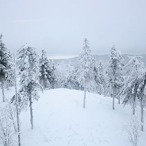 Amur tiger enclosure