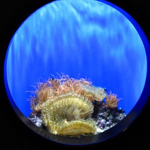 Anemone and Clownfish tank