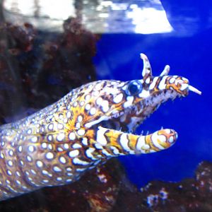 Jewels of the Reef - Dragon Moray Eel