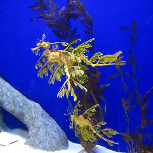 Sea Dragons