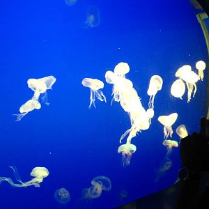Jelly World - Moon Jellies