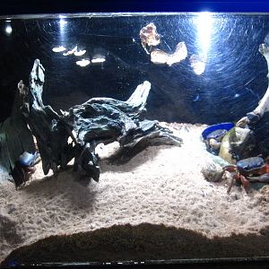 Crabs - Rainbow Crabs