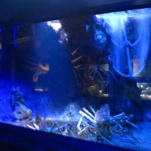 Crabs - Japanese Giant Spider Crabs