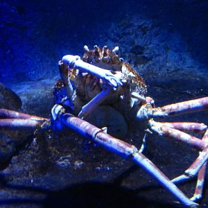 Crabs - Japanese Giant Spider Crab
