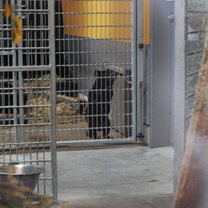 Tasmanian Devil Indoor Enclosure , Copenhagen Zoo
