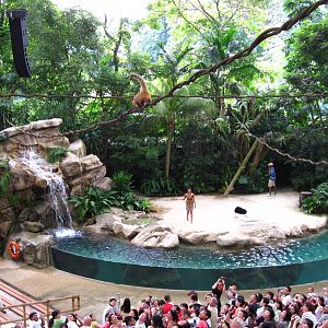 Rainforest Fights Back Show - Coatimundi