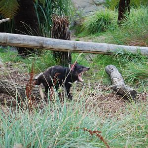 Tasmanian Devil enclosure, Copenhagen Zoo