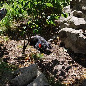 Tasmanian Devil enclosure, Copenhagen Zoo