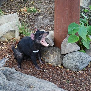 Tasmanian Devil , Copenhagen Zoo