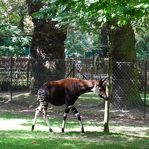 Okapi Enclosure, Copenhagen Zoo