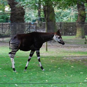 Okapi Enclosure, Copenhagen Zoo
