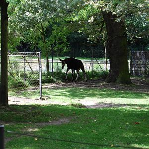 Okapi Enclosure, Copenhagen Zoo
