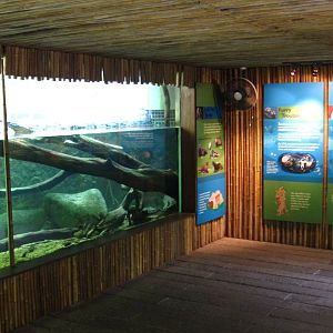 Asian Small-clawed Otter gallery