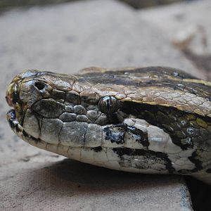 BURMESE PYTHON