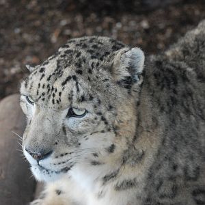 MALE SNOW LEOPARD