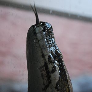 BURMESE TONGUE IN IT TO THE TOP