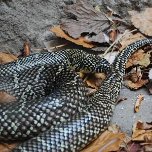 Florida Kingsnake