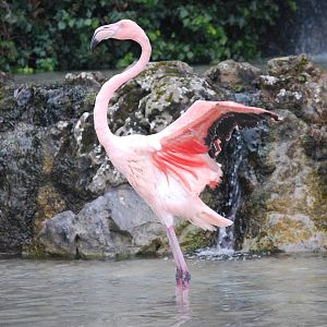FLAMINGO