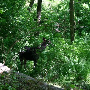 Okapi in Leipzig 2008