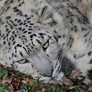 Irina the snow leopard