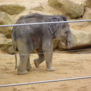 Asian Elephant VJ