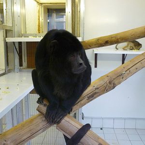 Black Howler Monkey