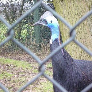 Double Wattled Cassowary