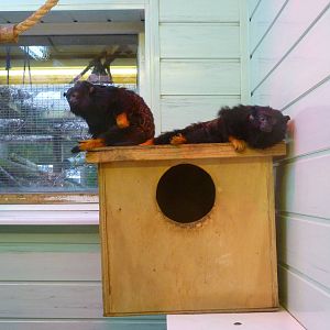 Golden Footed Tamarins?