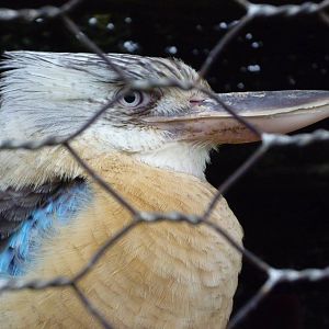 Blue-winged Kookaburra