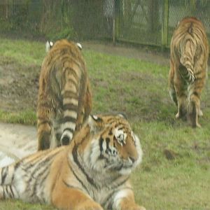 Tigers
