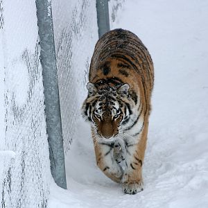 Amur tiger (Panthera tigris altaica)