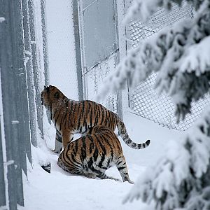 Amur tigers (Panthera tigris altaica)