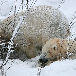 Polar bears (Ursus maritimus)