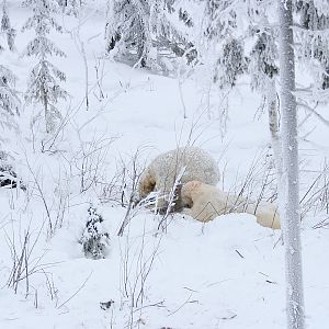 Polar bears (Ursus maritimus)