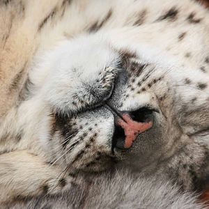 Yasmin, Snow Leopard at Marwell