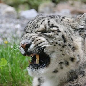 Yasmin, Snow Leopard at Marwell
