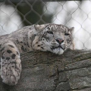 Yasmin, Snow Leopard at Marwell
