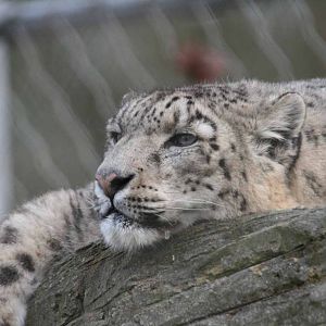 Yasmin, Snow Leopard at Marwell